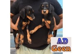 used All Breed Top Quality Puppies Available 9891116714 Doberman for sale 
